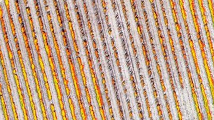 dettaglio ndvi sui singoli filari