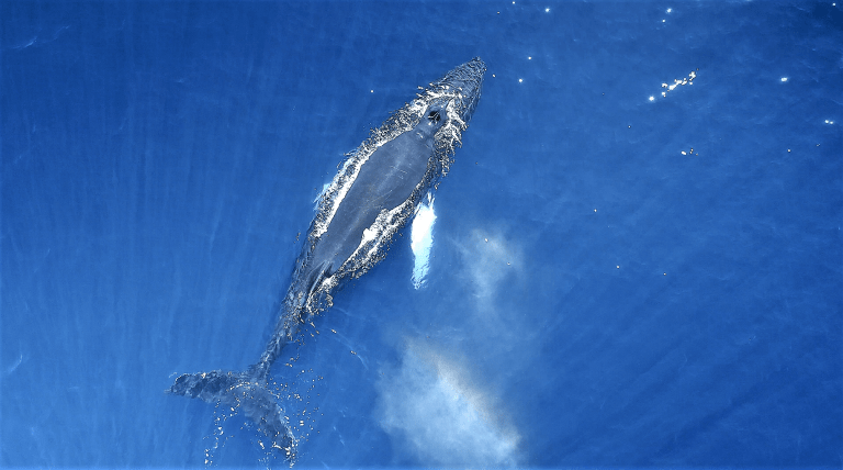 Una balena nuota in islanda vista dal drone